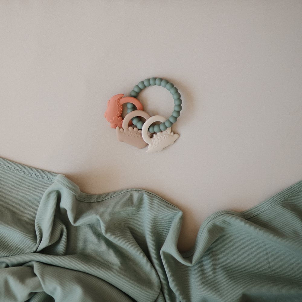 נשכן טבעת התפתחות - דיינו