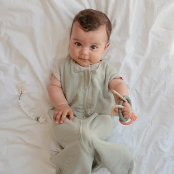 נשכן טבעת התפתחות - דיינו